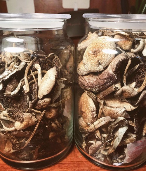 Đừng tin nấm thần dược! - Ảnh 2.