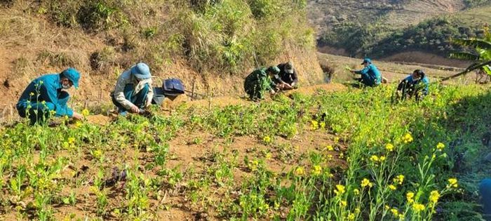 Phá nhổ cây thuốc phiện ở xã biên giới Điện Biên