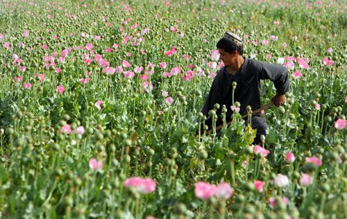 UNODC: Nạn trồng cây thuốc phiện ở Myanmar tăng vọt - Ảnh 1.