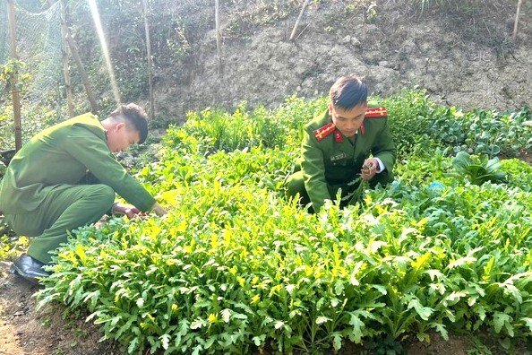 Phòng ngừa, ngăn chặn hành vi trồng, tái trồng cây có chứa chất ma túy- Ảnh 1.