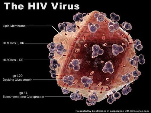 Những điều ít người biết về virus HIVAIDS  Công ty Dược Phẩm Bình Việt Đức