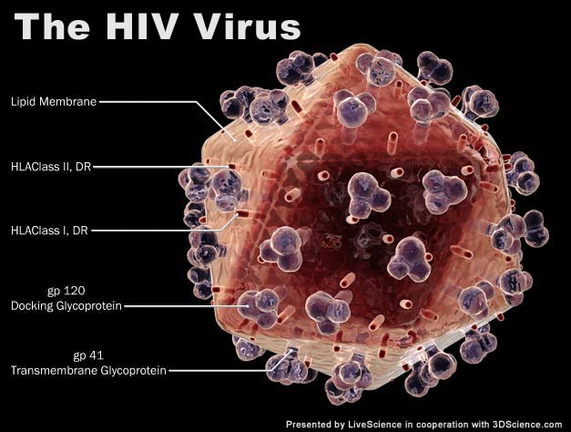 Virus HIV có sống được trong nước không? Sự thật và những hiểu lầm cần biết