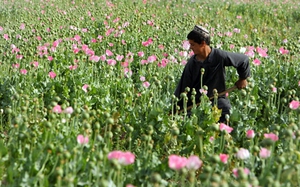 UNODC: Nạn trồng cây thuốc phiện ở Myanmar tăng vọt