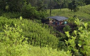Colombia công bố chính sách chống ma túy mới