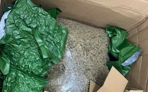 Hoàn tất điều tra vụ mua bán hơn 700 kg cần sa về Hà Nội