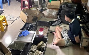 Triệt phá vườn trồng cần sa lớn nhất từ trước đến nay tại Đà Nẵng