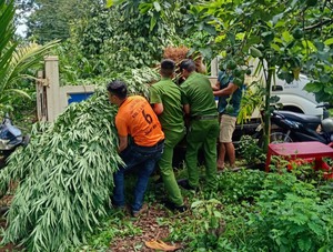 Siết chặt quản lý hành chính để phòng ngừa tình trạng trồng cây chứa chất ma túy