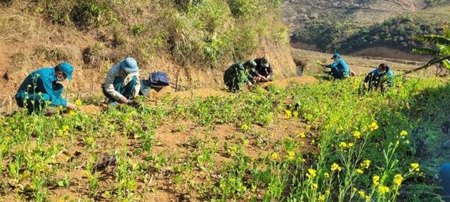 Phá nhổ cây thuốc phiện ở xã biên giới Điện Biên - Ảnh 1.