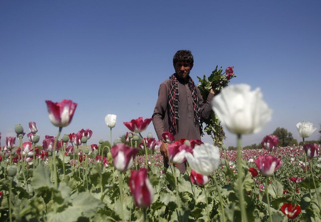 Taliban cấm trồng cây thuốc phiện ở Afghanistan - Ảnh 1.