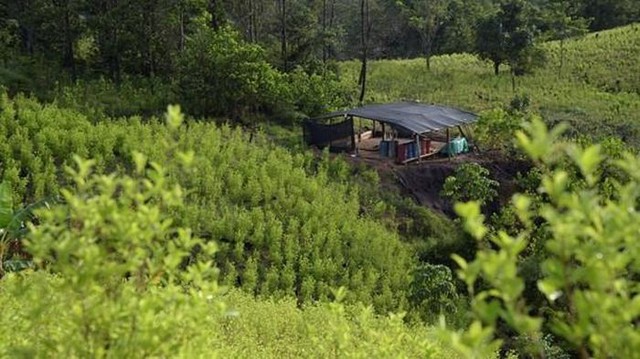 Colombia công bố chính sách chống ma túy mới - Ảnh 1. Colombia công bố chính sách chống ma túy mới - Ảnh 1.