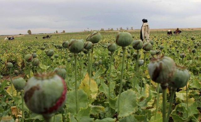 Nguồn cung thuốc phiện của Afghanistan giảm 95% sau lệnh cấm của Taliban - Ảnh 1. Nguồn cung thuốc phiện của Afghanistan giảm 95% sau lệnh cấm của Taliban - Ảnh 1.