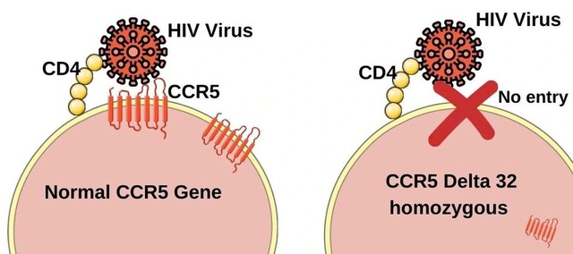 ‘Dấu ấn’ tiến hóa hé lộ khả năng kháng virus HIV ở người- Ảnh 1. ‘Dấu ấn’ tiến hóa hé lộ khả năng kháng virus HIV ở người- Ảnh 1.