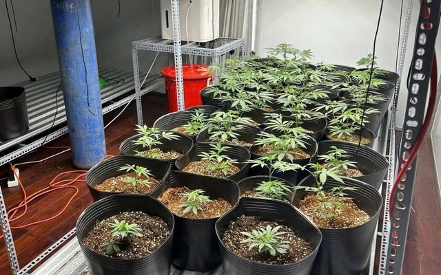 Triệt phá vườn trồng cần sa lớn nhất từ trước đến nay tại Đà Nẵng  - Ảnh 2.