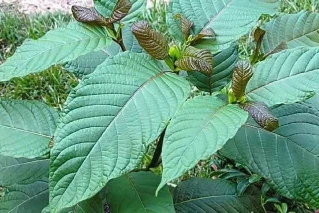 Cảnh báo trào lưu dùng lá ‘thong’ chứa chất ma túy trong giới trẻ vùng biên- Ảnh 1.