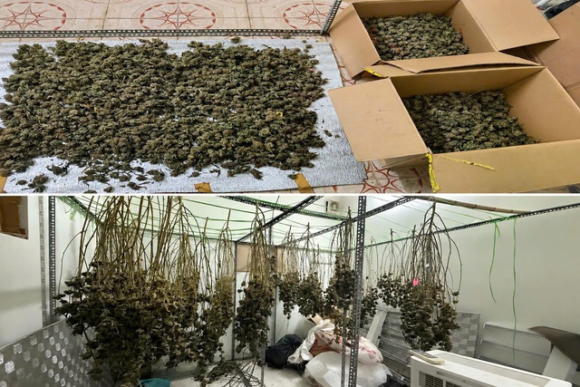 Triệt phá nhóm trồng, mua bán gần 74kg cần sa tại Hưng Yên- Ảnh 3. Triệt phá nhóm trồng, mua bán gần 74kg cần sa tại Hưng Yên- Ảnh 3.