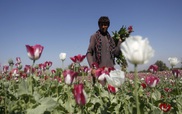 Taliban cấm trồng cây thuốc phiện ở Afghanistan