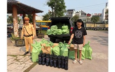 Kiểm tra xe bán tải lúc rạng sáng, phát hiện 240 bình khí cười