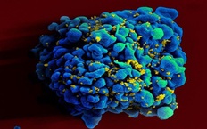 Vaccine mARN ngăn HIV cho kết quả tốt ở động vật
