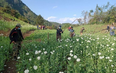 Lào phát hiện các rẫy thuốc phiện trên địa bàn 8 tỉnh
