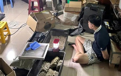 Triệt phá vườn trồng cần sa lớn nhất từ trước đến nay tại Đà Nẵng