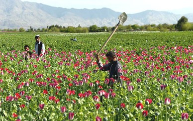 Báo động tình trạng sản xuất thuốc phiện ở Afghanistan