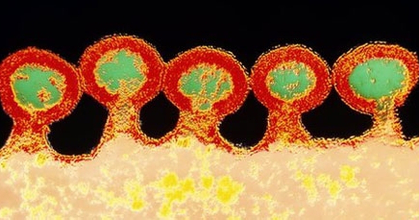 Gen pol trong cấu trúc của virus HIV mã hóa cho protein nào?
